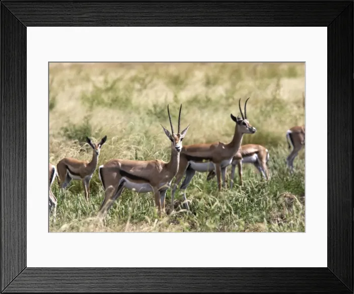 Framed Print : Grant's gazelle. Nech Sar National Park - Arsi Region - Ethiopia Framed Print : Grant's gazelle. Nech Sar National Park - Arsi Region - Ethiopia