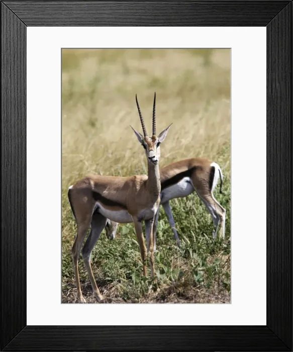 Framed Print : Grant's gazelle. Nech Sar National Park - Arsi Region - Ethiopia Framed Print : Grant's gazelle. Nech Sar National Park - Arsi Region - Ethiopia