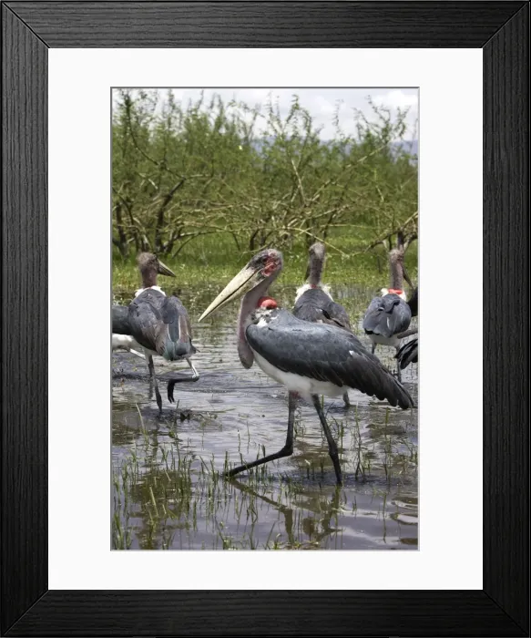 Framed Print : Marabou Stork. Arsi Region - Ethiopia Framed Print : Marabou Stork. Arsi Region - Ethiopia