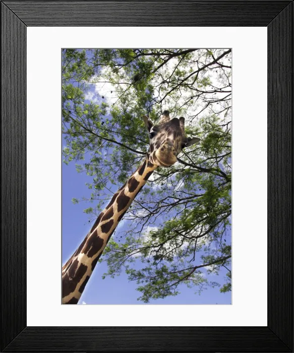 Framed Print : Giraffe. WAT-11645. Giraffe. Giraffa camelopardalis Framed Print : Giraffe. WAT-11645. Giraffe. Giraffa camelopardalis