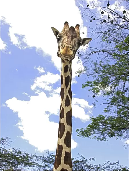 Giraffe. WAT-11646. Giraffe. Giraffa camelopardalis