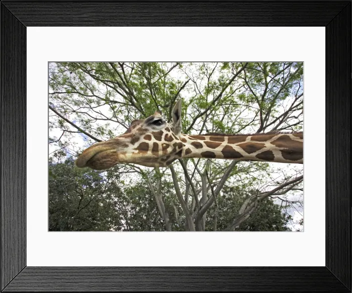 Framed Print : Giraffe. WAT-11650. Giraffe. Giraffa camelopardalis Framed Print : Giraffe. WAT-11650. Giraffe. Giraffa camelopardalis