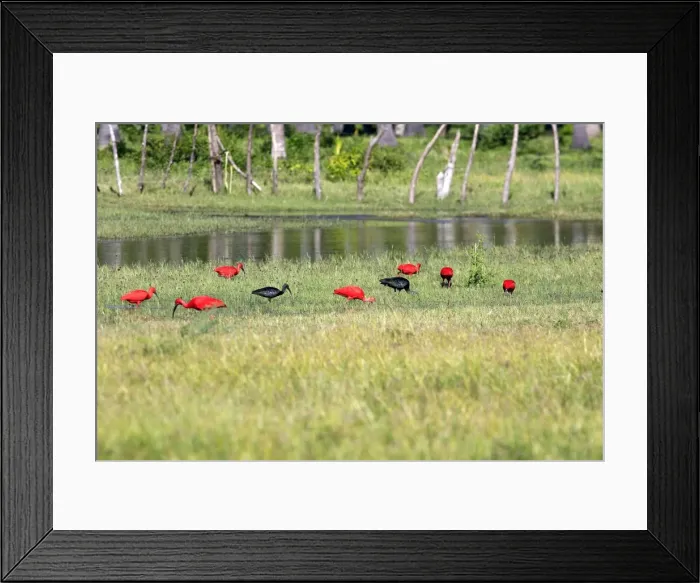 Framed Print : Scarlet Ibis. Coro Peninsula - Venezuela Framed Print : Scarlet Ibis. Coro Peninsula - Venezuela