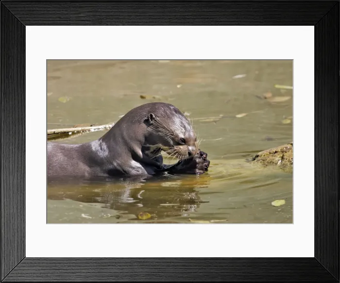 Framed Print : Giant Otter. Venezuela Framed Print : Giant Otter. Venezuela