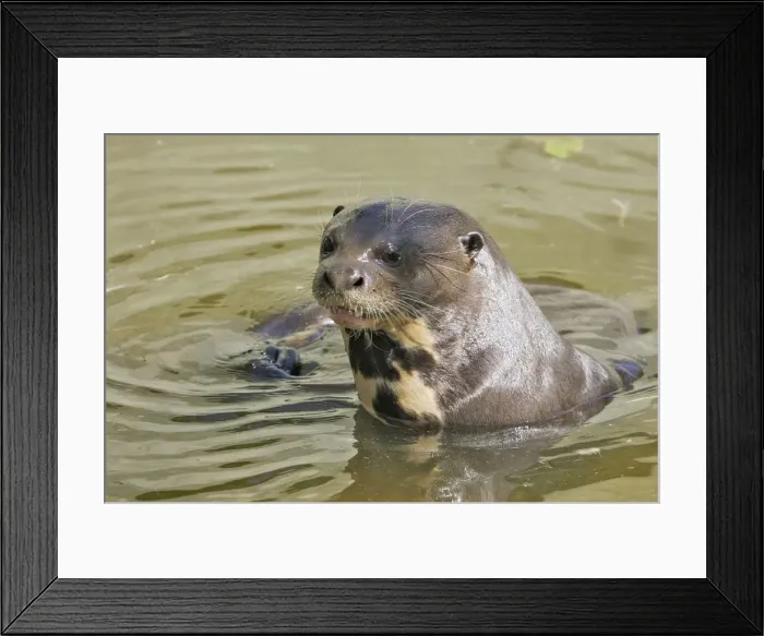 Framed Print : Giant Otter. Venezuela Framed Print : Giant Otter. Venezuela