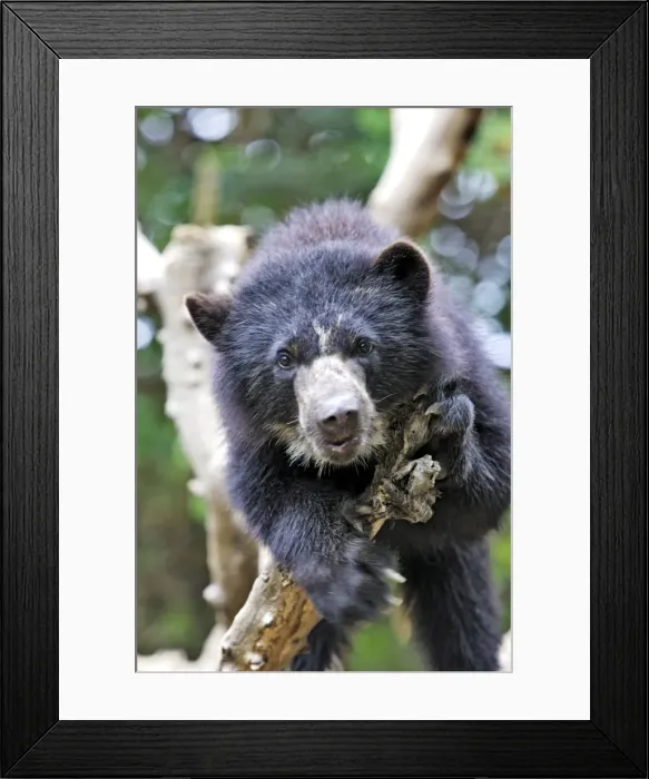 Framed Print : Spectacled Bear. Venezuela Framed Print : Spectacled Bear. Venezuela