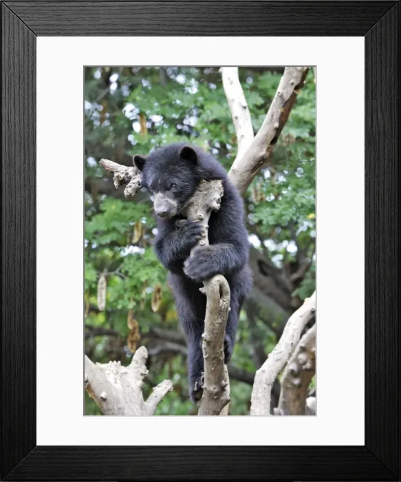 Framed Print : Spectacled Bear. Venezuela Framed Print : Spectacled Bear. Venezuela