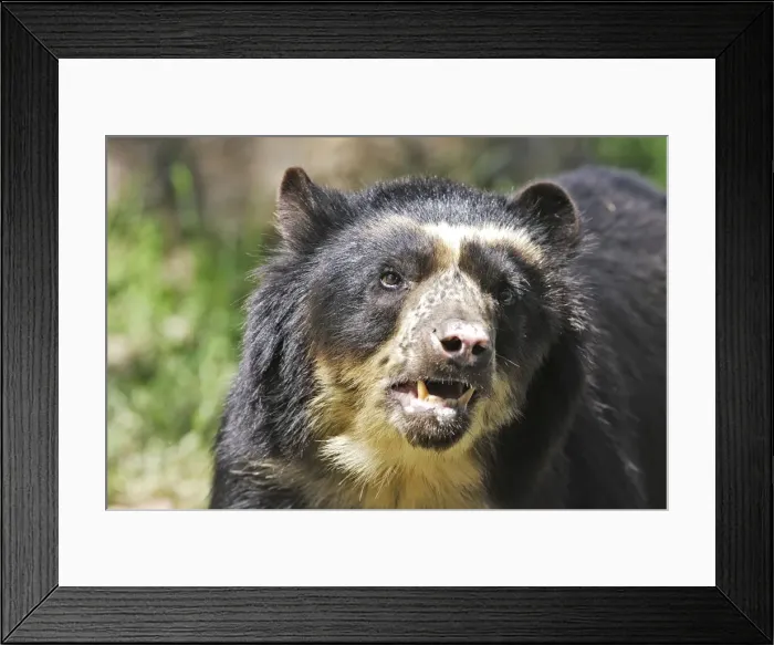 Framed Print : Spectacled Bear. Venezuela Framed Print : Spectacled Bear. Venezuela