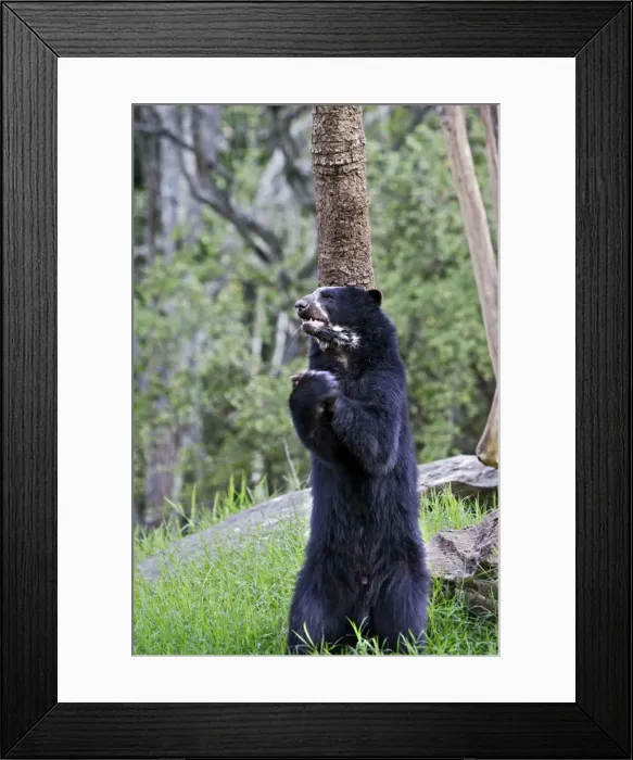 Framed Print : Spectacled Bear - standing on hind legs. Venezuela Framed Print : Spectacled Bear - standing on hind legs. Venezuela
