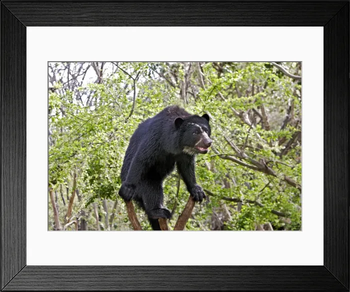 Framed Print : Spectacled Bear - balancing in tree. Venezuela Framed Print : Spectacled Bear - balancing in tree. Venezuela