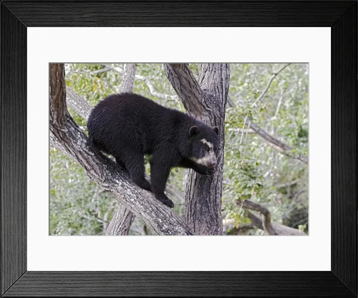Framed Print : Spectacled Bear - balancing in tree. Venezuela Framed Print : Spectacled Bear - balancing in tree. Venezuela