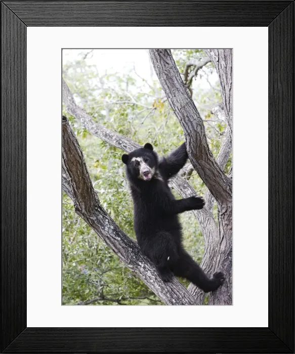 Framed Print : Spectacled Bear - balancing in tree. Venezuela