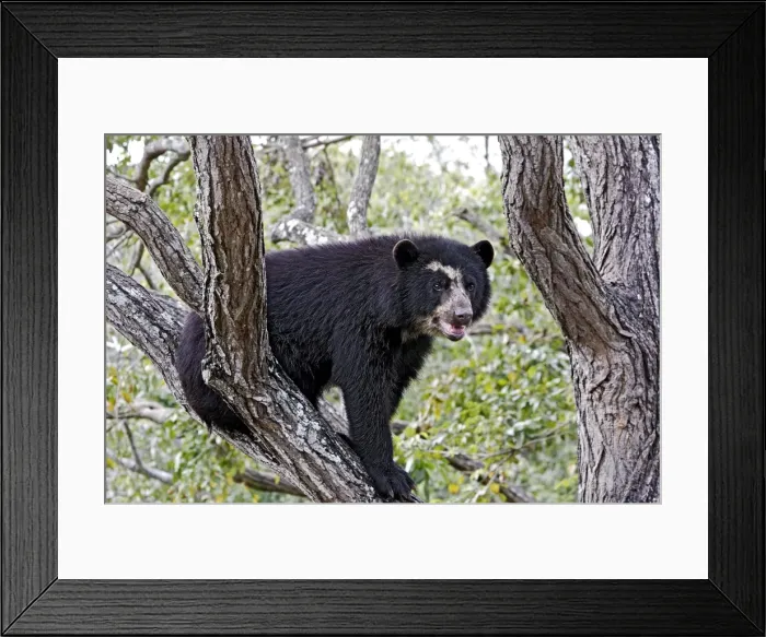 Framed Print : Spectacled Bear - balancing in tree. Venezuela Framed Print : Spectacled Bear - balancing in tree. Venezuela