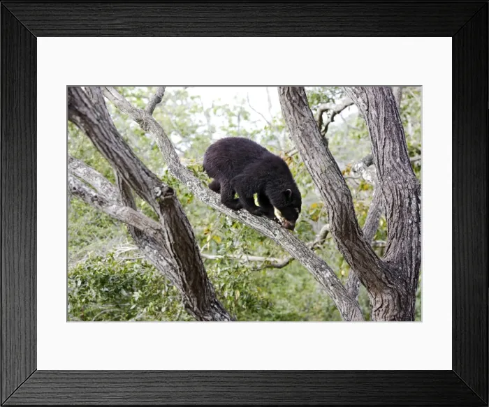 Framed Print : Spectacled Bear - in tree. Venezuela Framed Print : Spectacled Bear - in tree. Venezuela