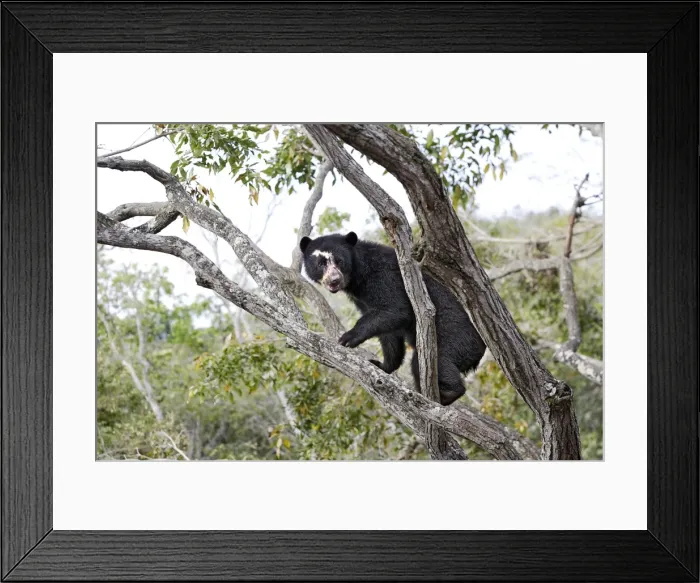Framed Print : Spectacled Bear - in tree. Venezuela