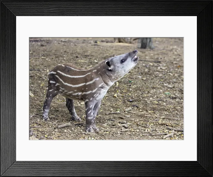 Framed Print : Lowland / Brazilian / Amazonian / South American Tapir. Venezuela Framed Print : Lowland / Brazilian / Amazonian / South American Tapir. Venezuela