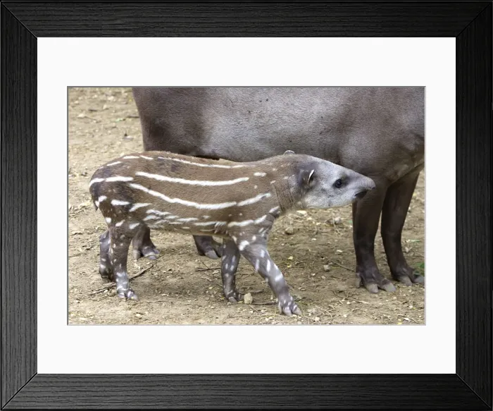 Framed Print : Lowland / Brazilian / Amazonian / South American Tapir. Venezuela Framed Print : Lowland / Brazilian / Amazonian / South American Tapir. Venezuela