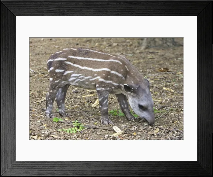 Framed Print : Lowland / Brazilian / Amazonian / South American Tapir. Venezuela Framed Print : Lowland / Brazilian / Amazonian / South American Tapir. Venezuela