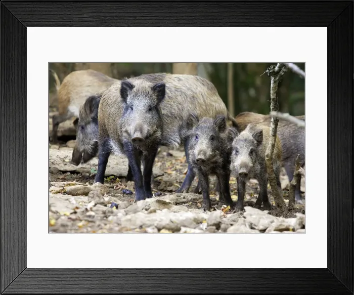 Framed Print : Wild boar. France Framed Print : Wild boar. France