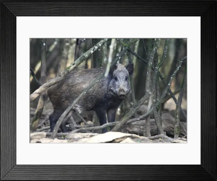 Framed Print : Wild boar. France Framed Print : Wild boar. France