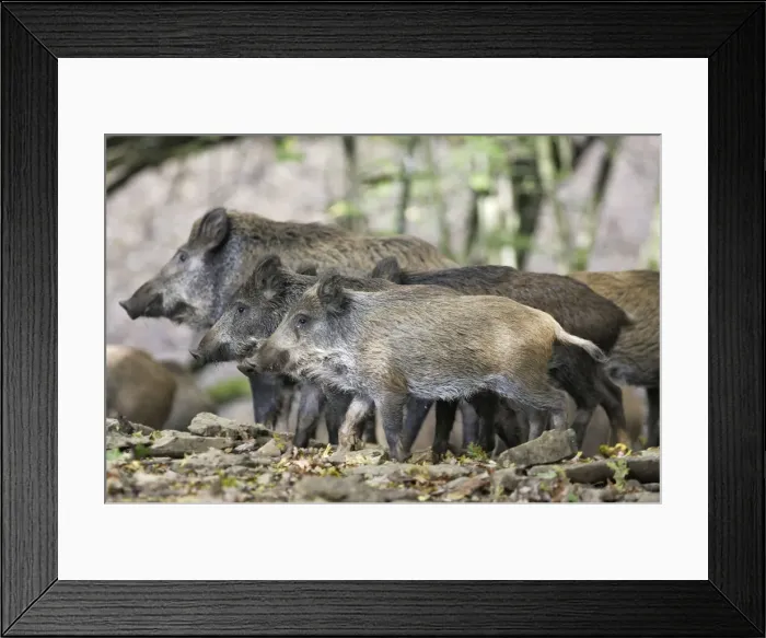 Framed Print : Wild boar. France Framed Print : Wild boar. France