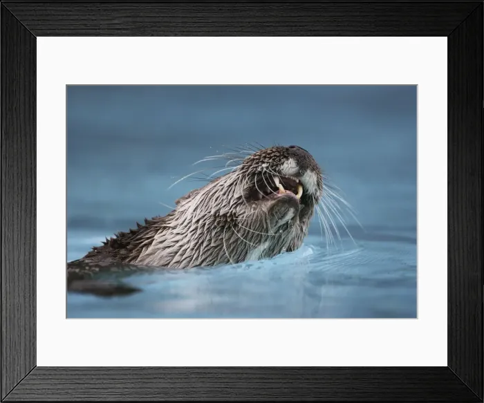 Framed Print : Eurasian otter - in water, close-up of mouth Framed Print : Eurasian otter - in water, close-up of mouth
