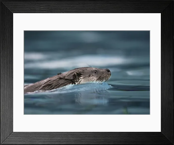 Framed Print : Eurasian otter - swimming. France