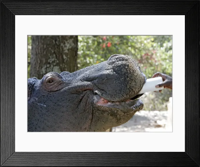 Framed Print : Hippopotamus - being bottle fed. South Luangwa Valley National Park - Zambia Framed Print : Hippopotamus - being bottle fed. South Luangwa Valley National Park - Zambia