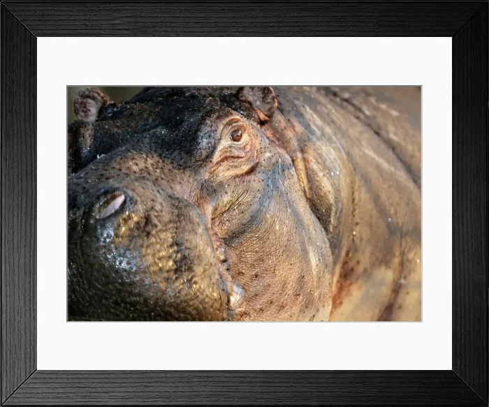 Framed Print : Hippopotamus. South Luangwa Valley National Park - Zambia Framed Print : Hippopotamus. South Luangwa Valley National Park - Zambia