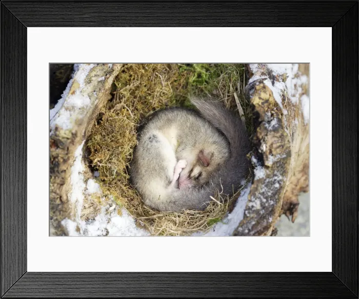 Framed Print : Fat dormouse - sleeping. Alsace - France Framed Print : Fat dormouse - sleeping. Alsace - France