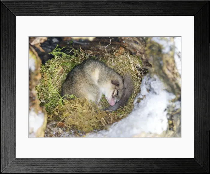 Framed Print : Fat / Edible Dormouse - sleeping. Alsace - France Framed Print : Fat / Edible Dormouse - sleeping. Alsace - France