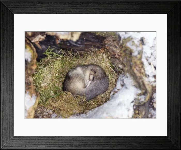 Framed Print : Fat / Edible Dormouse - sleeping. Alsace - France Framed Print : Fat / Edible Dormouse - sleeping. Alsace - France