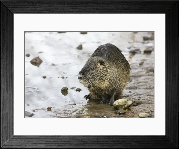 Framed Print : Coypu / Nutria. Alsace - France Framed Print : Coypu / Nutria. Alsace - France