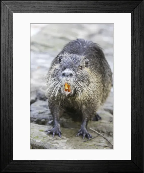Framed Print : Coypu / Nutria. Alsace - France Framed Print : Coypu / Nutria. Alsace - France