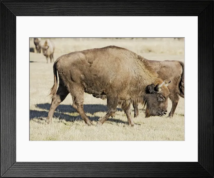 Framed Print : European Bison / Wisent. France - introduced from the forest of Bialowieza in Poland Framed Print : European Bison / Wisent. France - introduced from the forest of Bialowieza in Poland