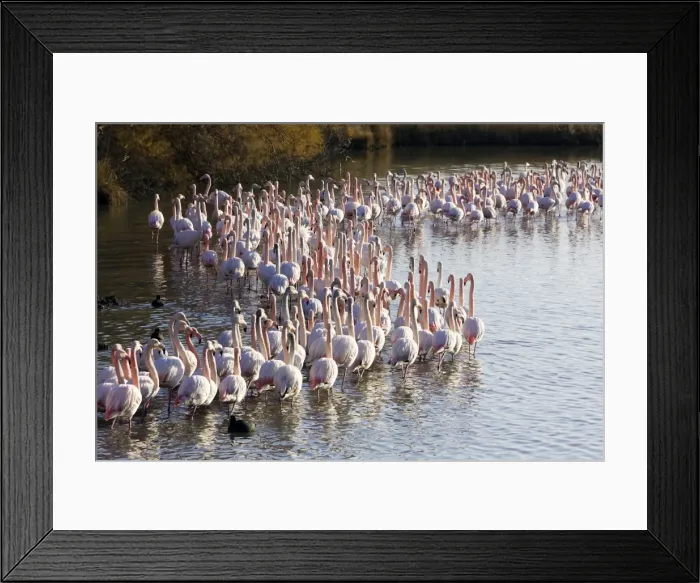 Framed Print : Greater Flamingo - flock in water. Saintes Maries de la Mer - Carmague - France Framed Print : Greater Flamingo - flock in water. Saintes Maries de la Mer - Carmague - France