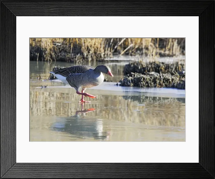 Framed Print : Greylag Goose - walking on frozen pond. Saintes Maries de la Mer - Carmague - France Framed Print : Greylag Goose - walking on frozen pond. Saintes Maries de la Mer - Carmague - France