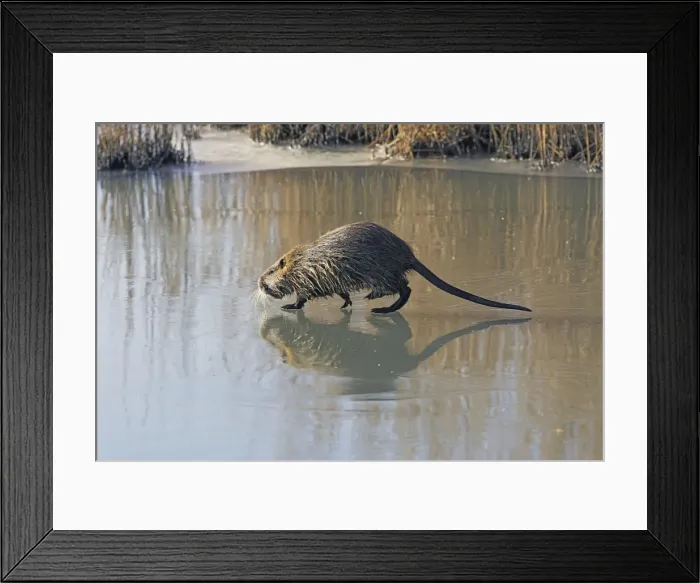 Framed Print : Nutria - walking across frozen pond. Saintes Maries de la Mer - Carmargue - France