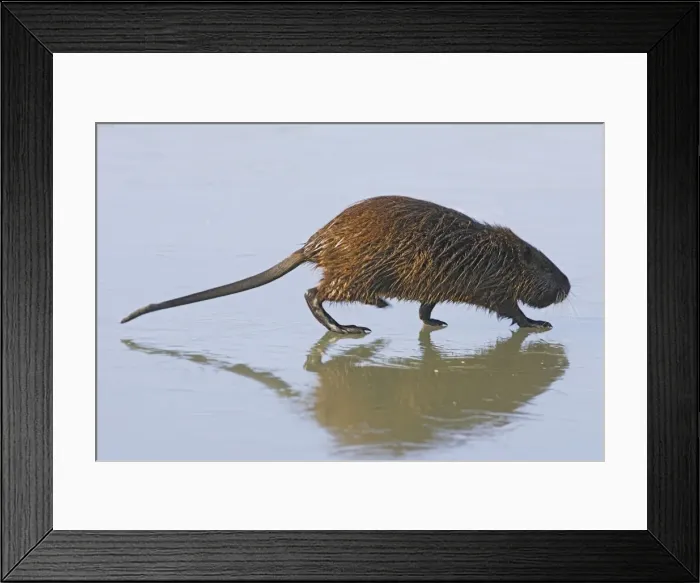 Framed Print : Nutria - walking across frozen pond. Saintes Maries de la Mer - Carmargue - France Framed Print : Nutria - walking across frozen pond. Saintes Maries de la Mer - Carmargue - France
