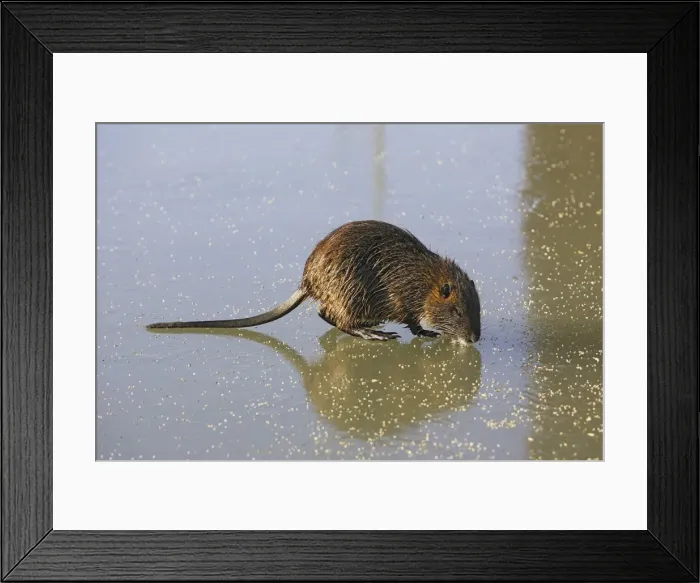 Framed Print : Coypu / Nutria - walking across frozen pond. Saintes Maries de la Mer - Carmargue - France Framed Print : Coypu / Nutria - walking across frozen pond. Saintes Maries de la Mer - Carmargue - France