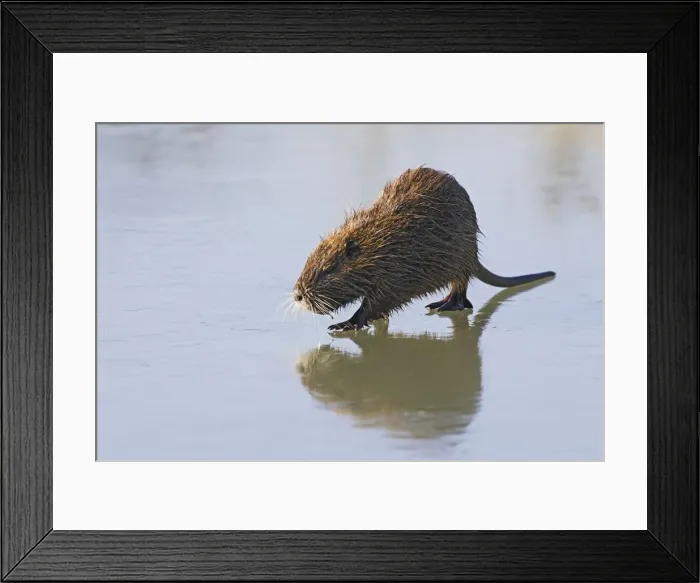 Framed Print : Coypu / Nutria - walking across frozen pond. Saintes Maries de la Mer - Carmargue - France Framed Print : Coypu / Nutria - walking across frozen pond. Saintes Maries de la Mer - Carmargue - France