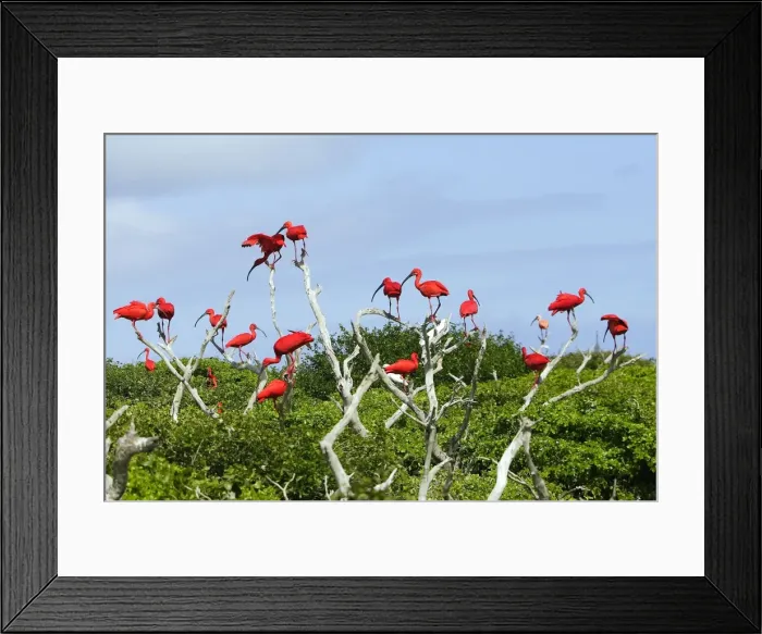 Framed Print : Scarlet Ibis - flock. Coro - Venezuela Framed Print : Scarlet Ibis - flock. Coro - Venezuela