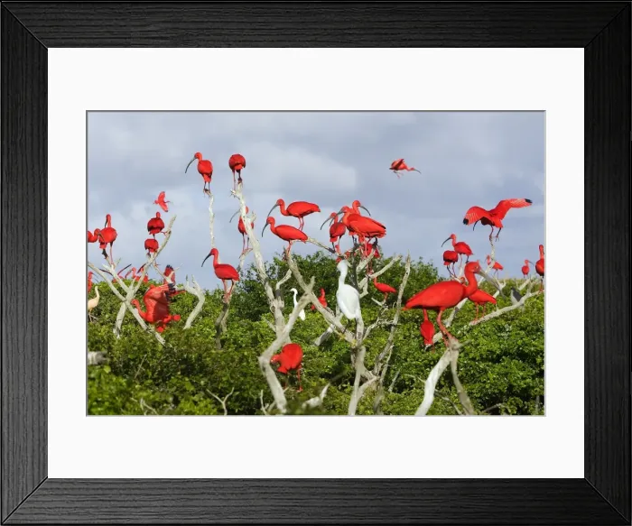 Framed Print : Scarlet Ibis - flock. Coro - Venezuela Framed Print : Scarlet Ibis - flock. Coro - Venezuela