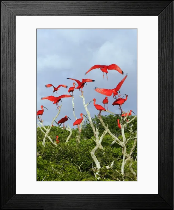 Framed Print : Scarlet Ibis - flock. Coro - Venezuela Framed Print : Scarlet Ibis - flock. Coro - Venezuela