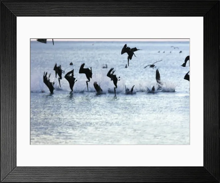 Framed Print : Brown Pelican - flock diving into water. Los Roques - Venezuela Framed Print : Brown Pelican - flock diving into water. Los Roques - Venezuela