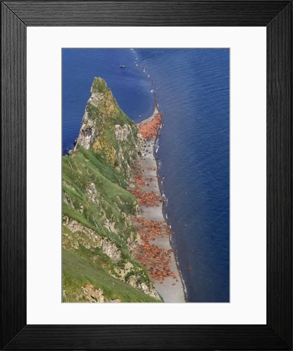 Framed Print : Walrus - colony Framed Print : Walrus - colony