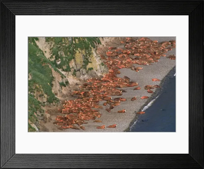 Framed Print : Walrus - colony Framed Print : Walrus - colony