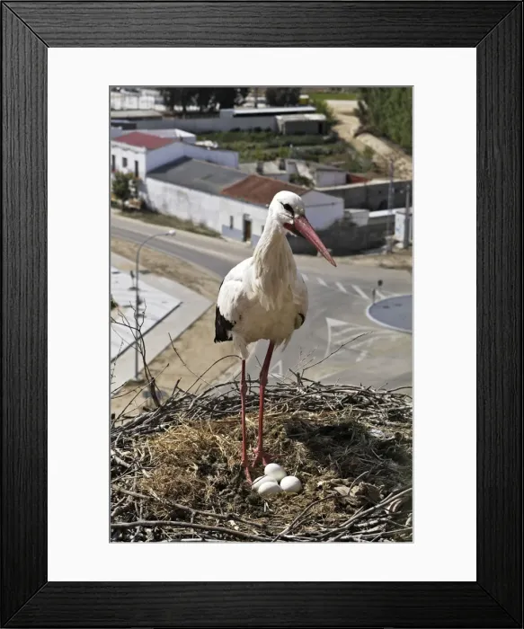 Framed Print : White Stork - at nest with eggs. Caceres - Extramadura - Spain Framed Print : White Stork - at nest with eggs. Caceres - Extramadura - Spain