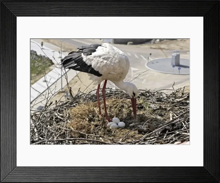 Framed Print : White Stork - at nest with eggs. Caceres - Extramadura - Spain