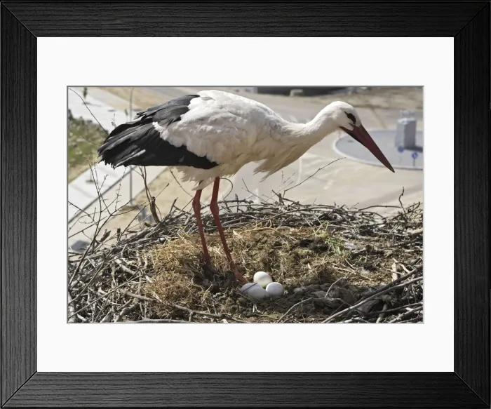 Framed Print : White Stork - at nest with eggs. Caceres - Extramadura - Spain Framed Print : White Stork - at nest with eggs. Caceres - Extramadura - Spain